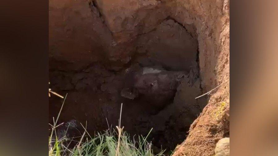 Cinnamon the bullock at the bottom of the sinkhole