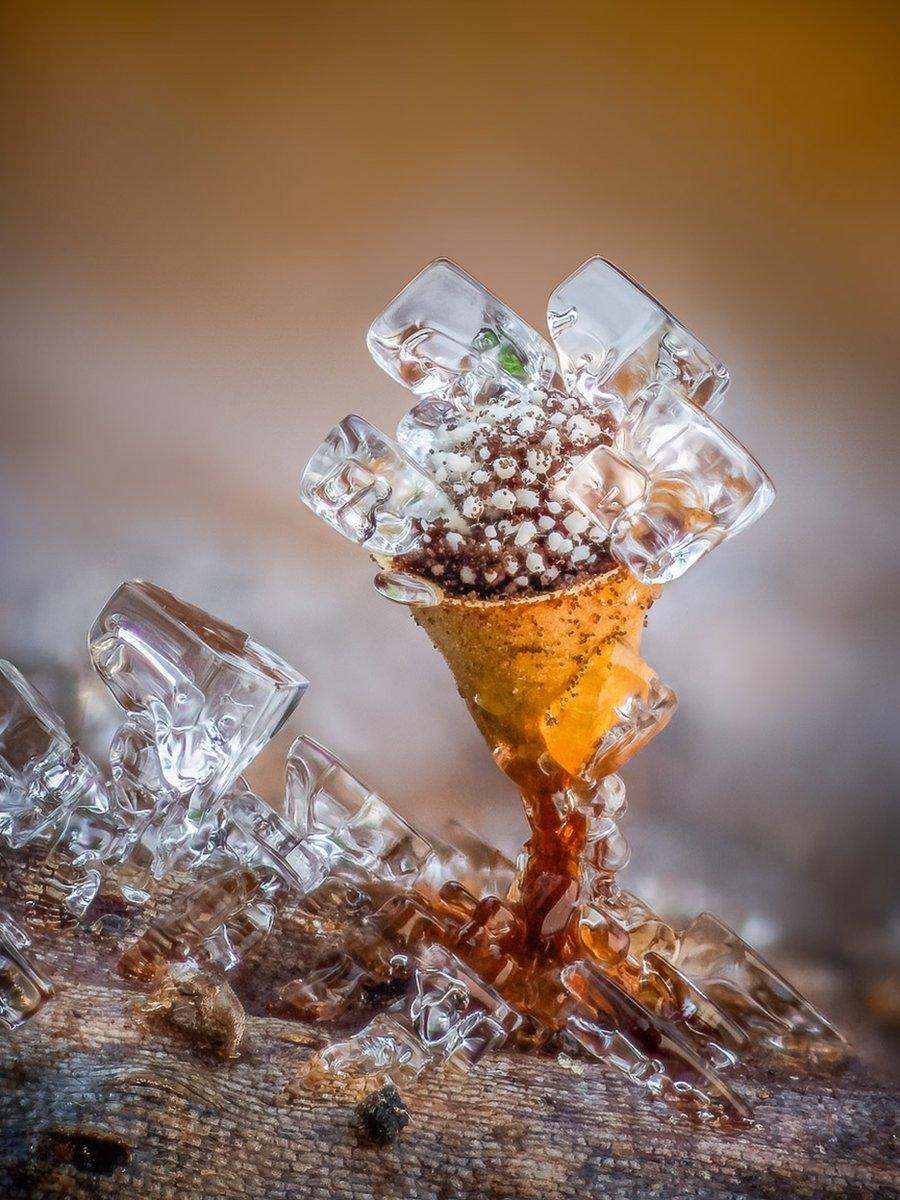 A 1mm tall Craterium minutum slime mould