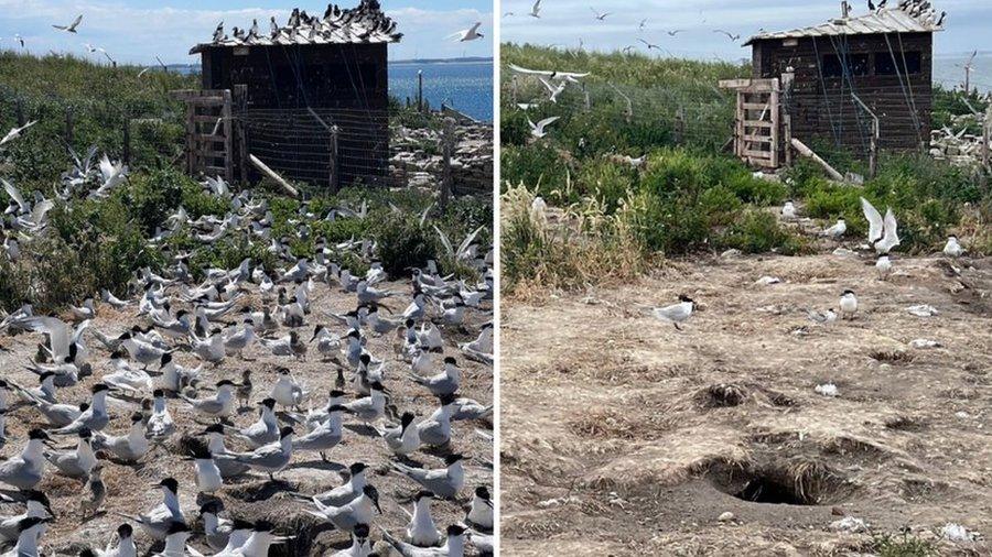 Sandwich terns in two weeks after bird flu