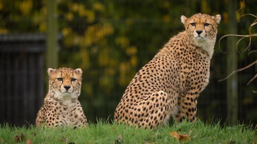 Kendi and Tafari the cheetah lying in some grass at the zoo.