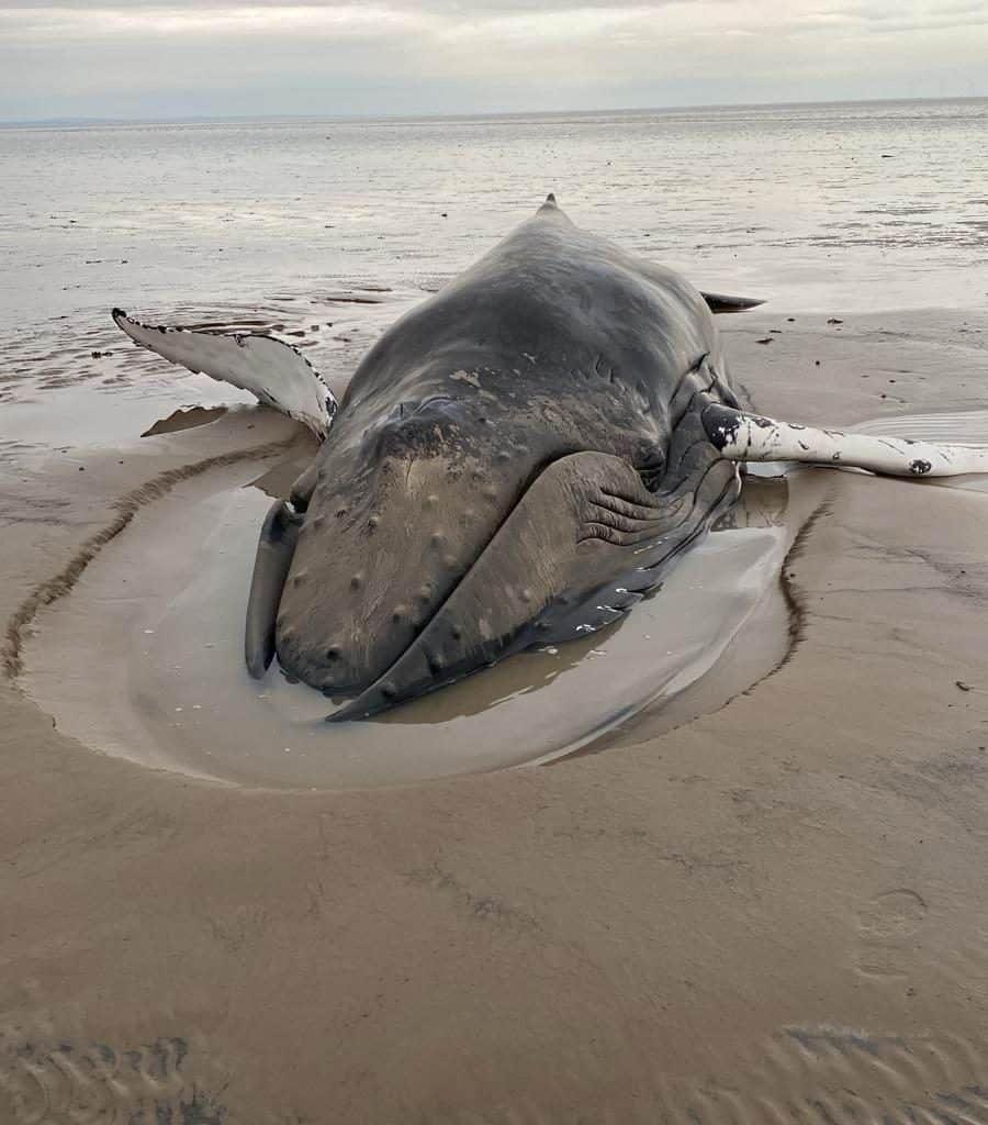 A humpback whale stuck in sand at low tide with a grey sky in the distance