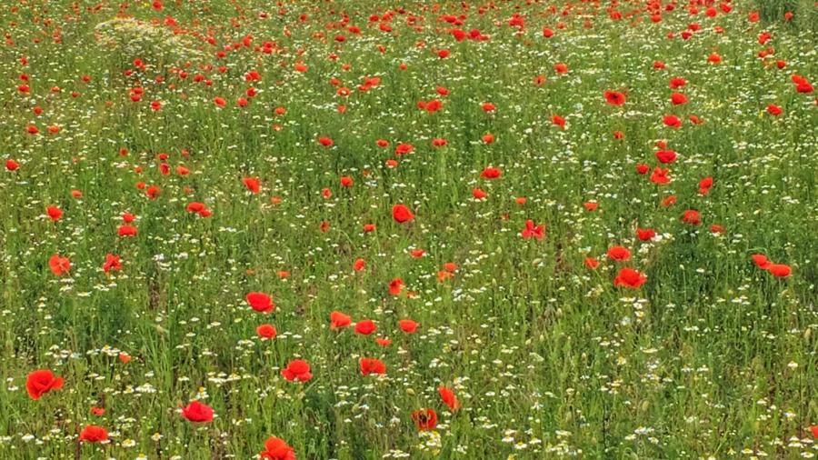 Poppies in Newbold Verdon