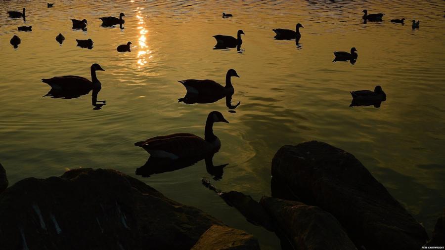 Ducks at Watermead Country Park