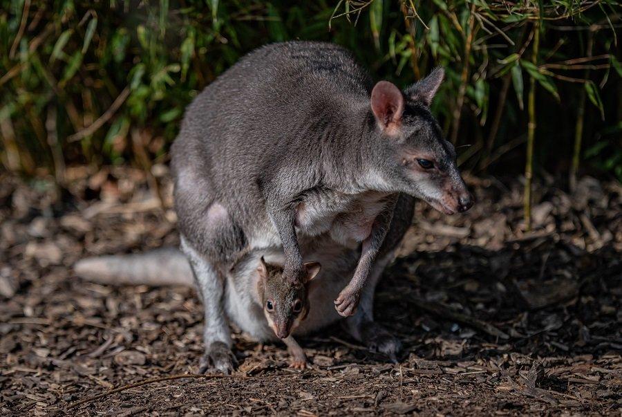 A baby dusky pademelon has popped out of mum’s pouch for the very first time