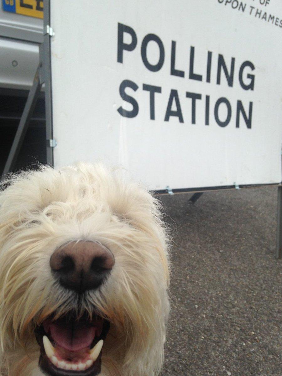 Dog at polling station