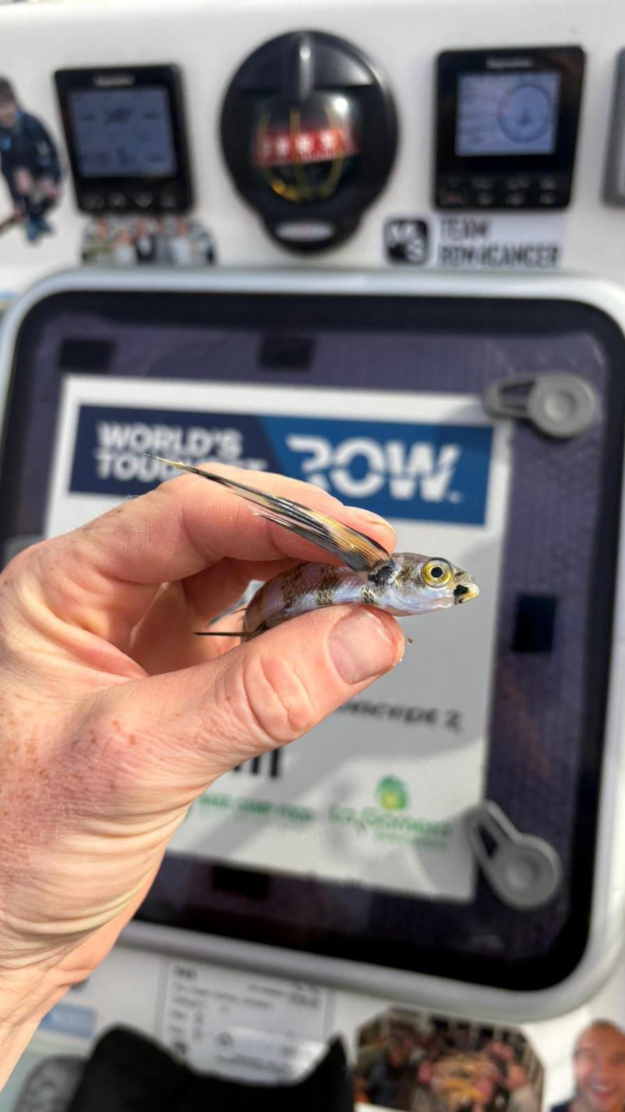 A hand holding a flying fish with a boat hatch in the background.