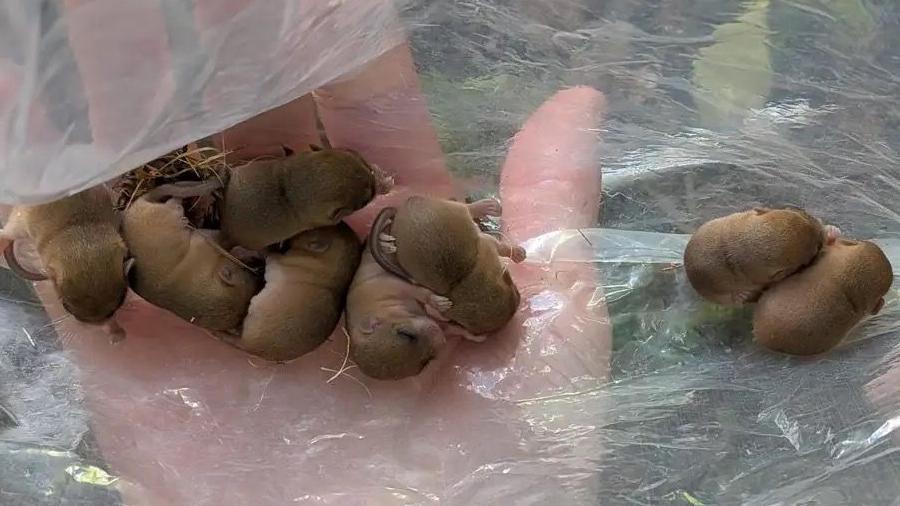 Eight tiny young dormice curled up in the palm of a person's hand, on a layer of clear plastic