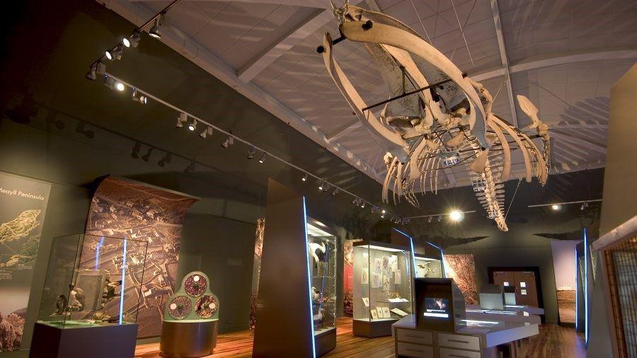 A colour photograph of the skeleton hanging from the ceiling in the current Natural History Gallery. There are illuminated glass cases displaying other objects beneath it.