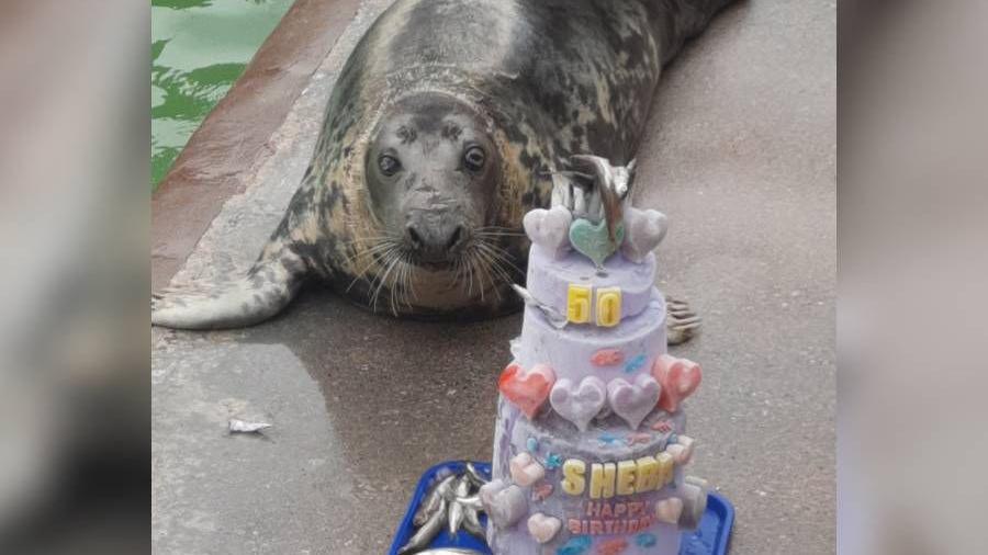 Sheba the seal is lying down and looking at her birthday cake, which is three tiers and has fish at the top, it also has hearts and the words 'Sheba, happy birthday' written on it