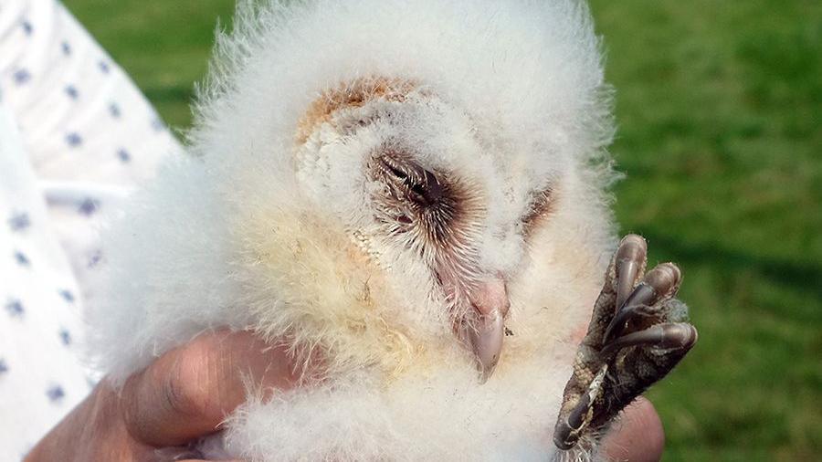 One of the healthy chicks that has hatched as part of the project 