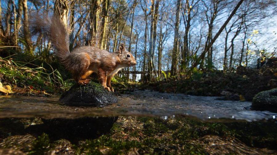 Squirrel on live wildlife cameras