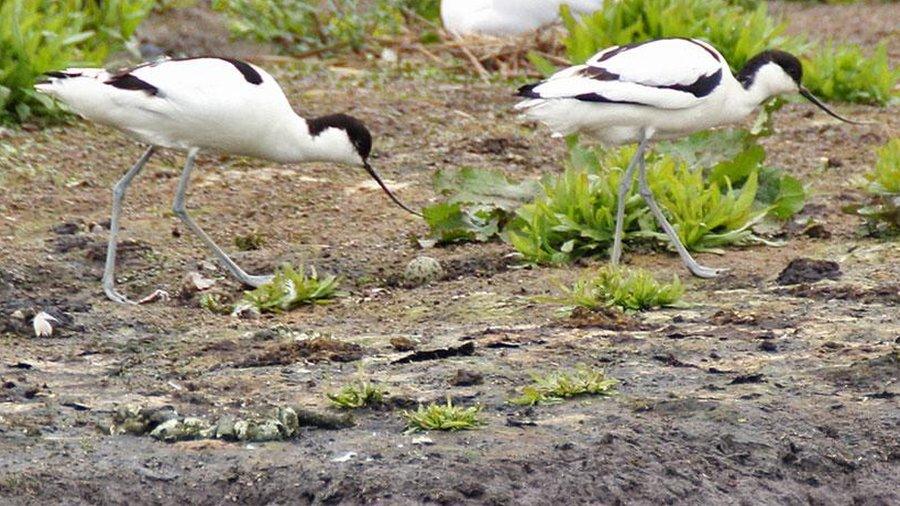 The avocet pair with one of the eggs