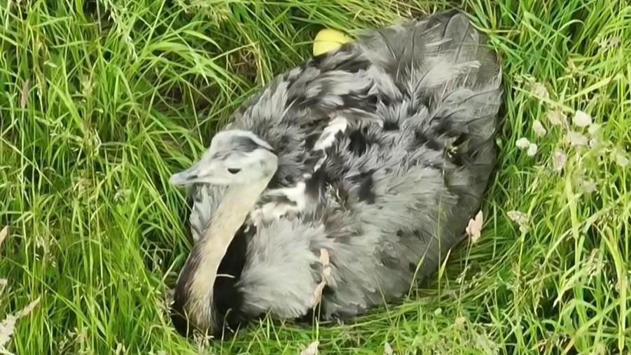 The missing rhea with grey plumage lying in a grassy field