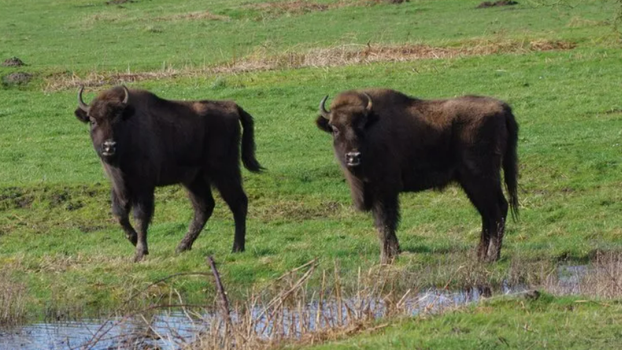 Two large bison stand by water on grass