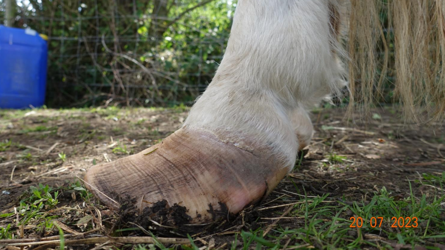 Overgrown hoof