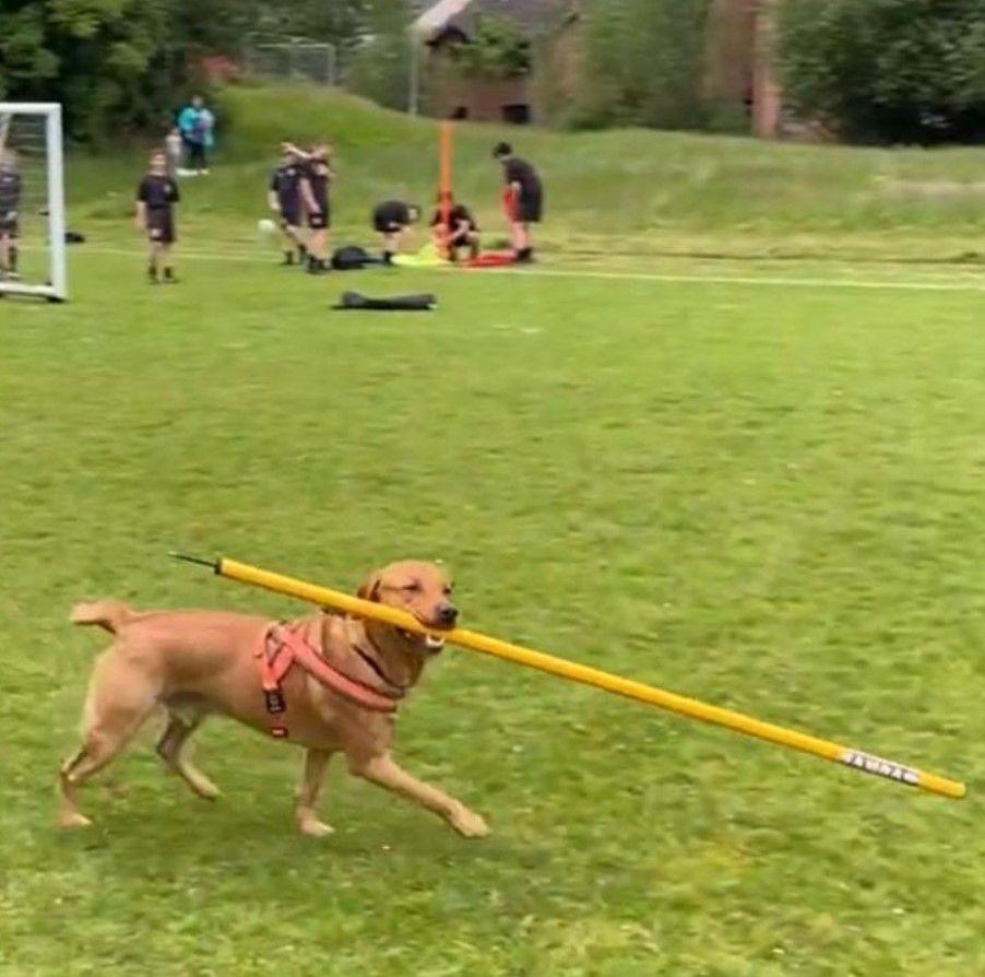 Unidentified dog on pitch