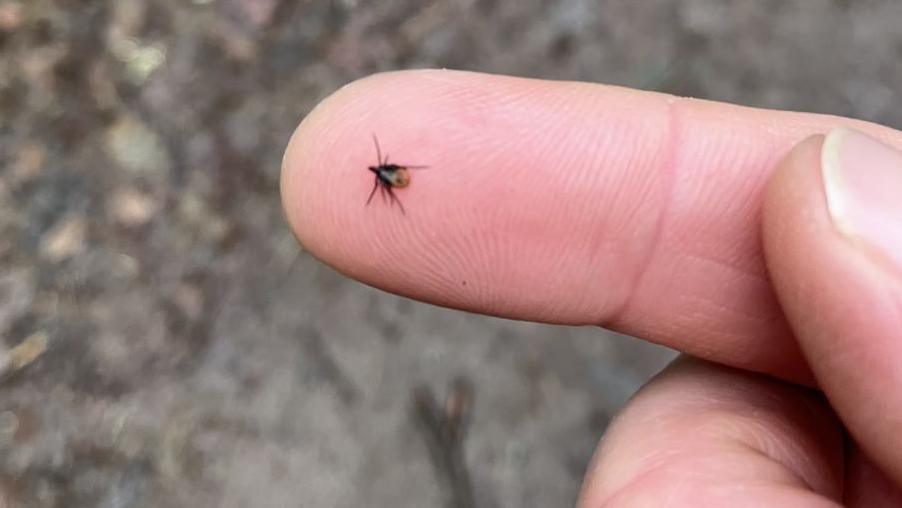 A tick crawling across a person's finger after being spotted on a dog in woodland