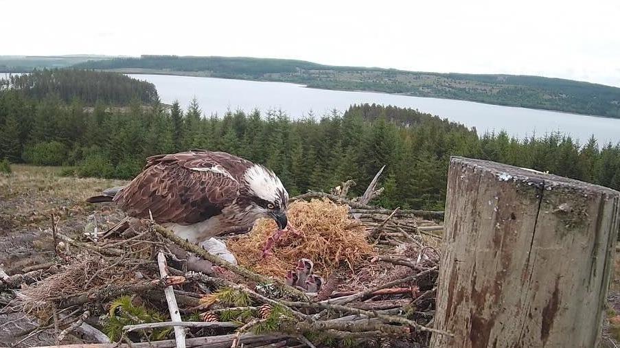 An osprey feeding three young chicks in their nest. The parent bird is brown and white, while the babies are each looking up with their beaks open. The nest is made of sticks. Trees and hills can be seen in the background along with the Kielder Water reservoir.