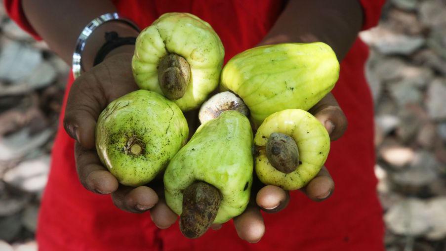 A farm worker holding cashew fruits, with cashew nuts growing from beneath them