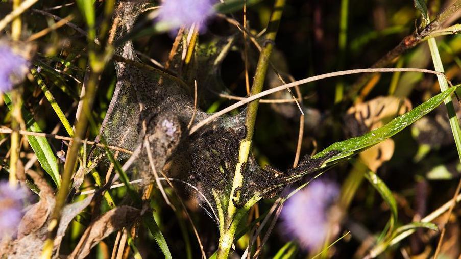 A web covered with many black caterpillars on the stem of a green plant with purple flowers.