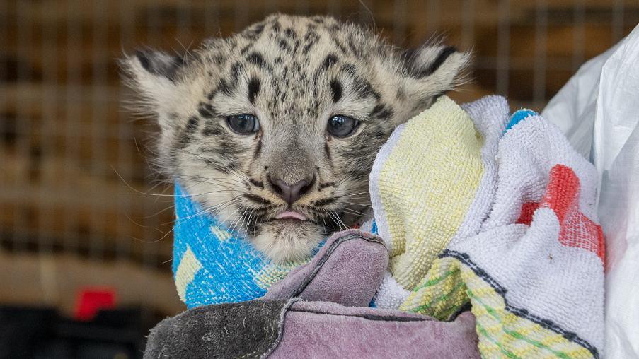 Snow leopard cub