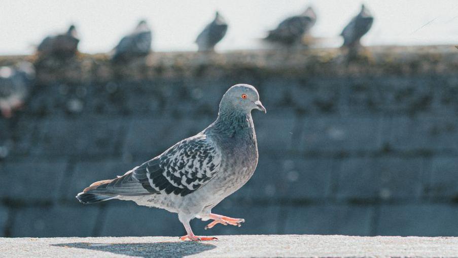 A pigeon on a roof. In the background are the blurred shapes of other birds on an adjoining roof.