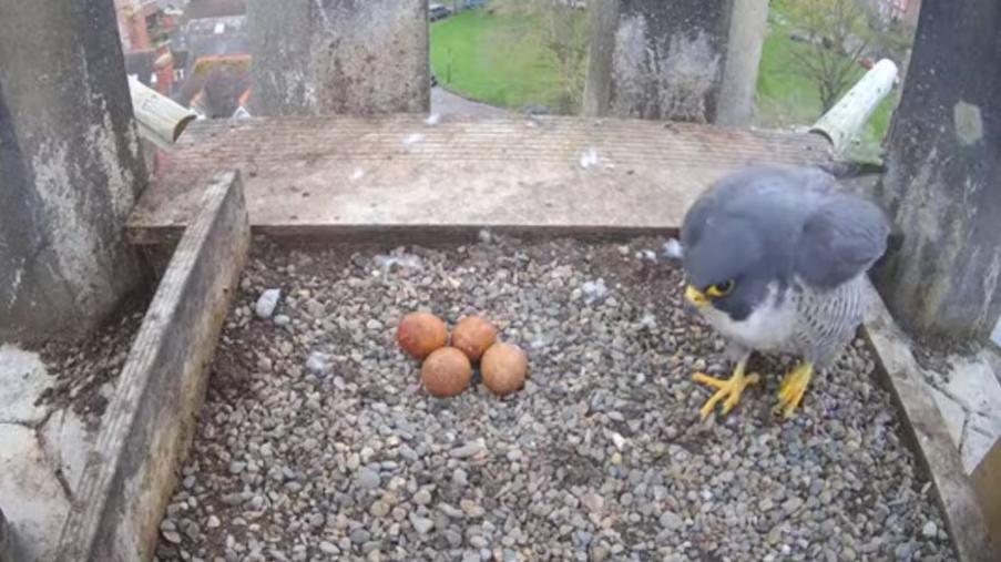 A falcon with four eggs