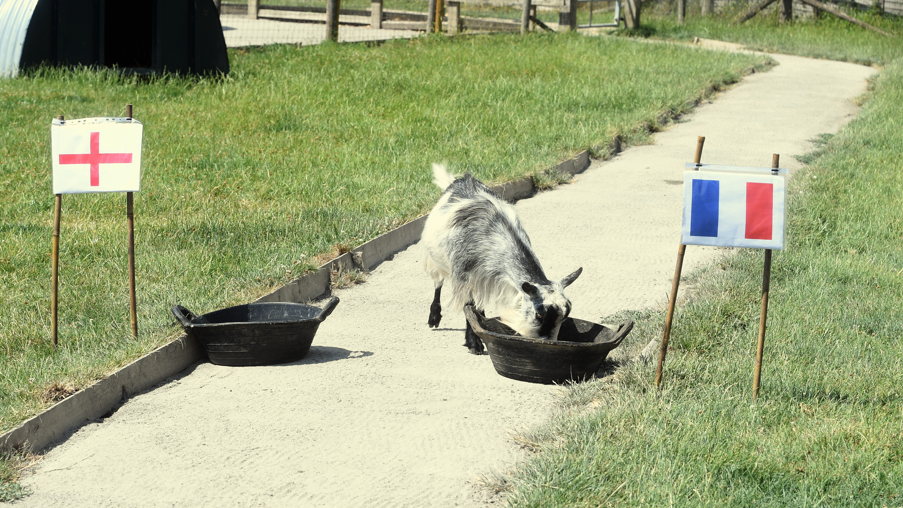 A small grey goat is pictured eating from one food bowl with a French flag next to it while it ignores another food bowl with an England flag next to it.
