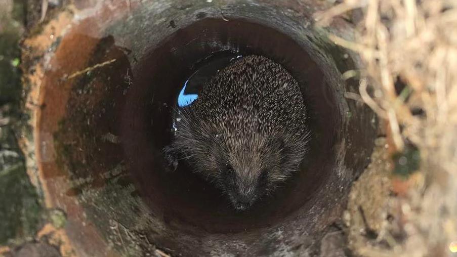 A hedgehog at the bottom of a hole 