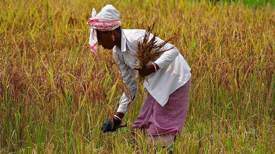 A woman farmer wearing a shirt, traditional skirt and a cotton towel wrapped around her head, works at a field in Assam's Nagaon.
