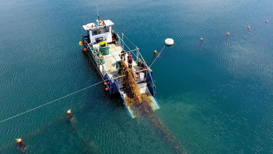 Seaweed harvesting