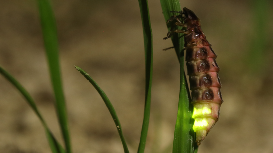 A glow worm on grass