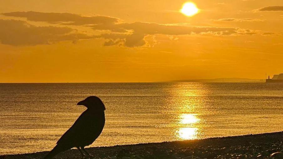 A small bird in front of the sunset at Seaford 