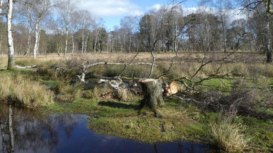 A view of Strensall Common, woodland with silver birch trees and open grassland. 