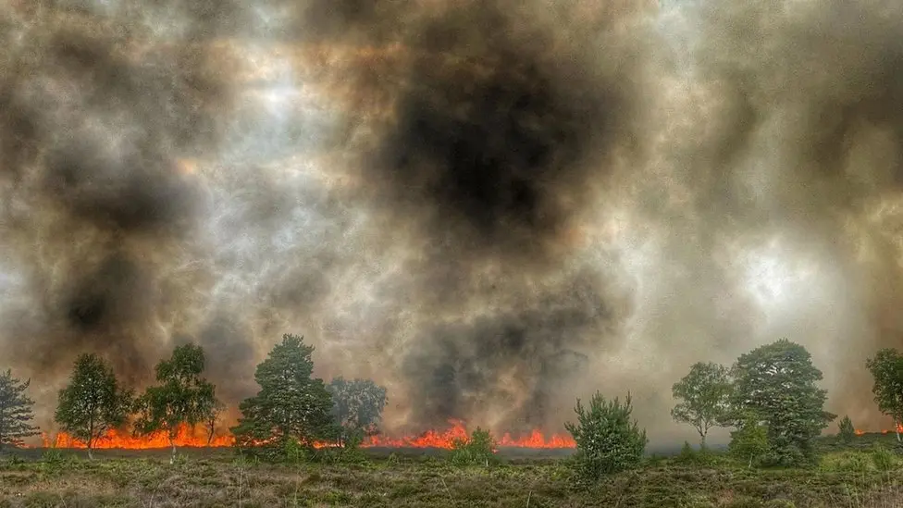 Orange flames burning behind trees on a MoD training range is sending large amounts of grey-black smoke high into the sky