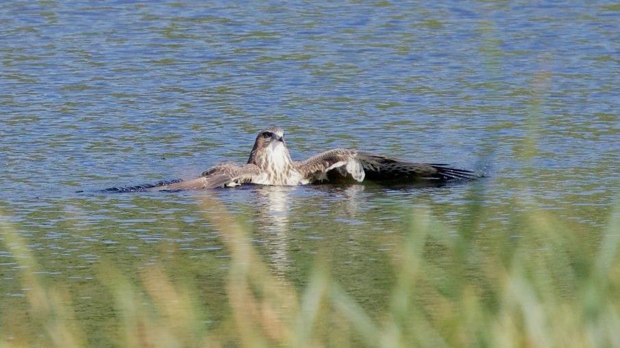 A buzzard appears to be resting in a lake, looking ahead with its two wings stretched out. It looks as if it is having a leisurely dip and admiring the view. There is grass in the foreground of the photo.