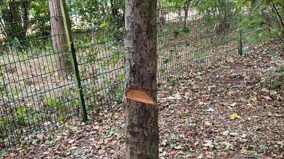 A tree with its bark cut open