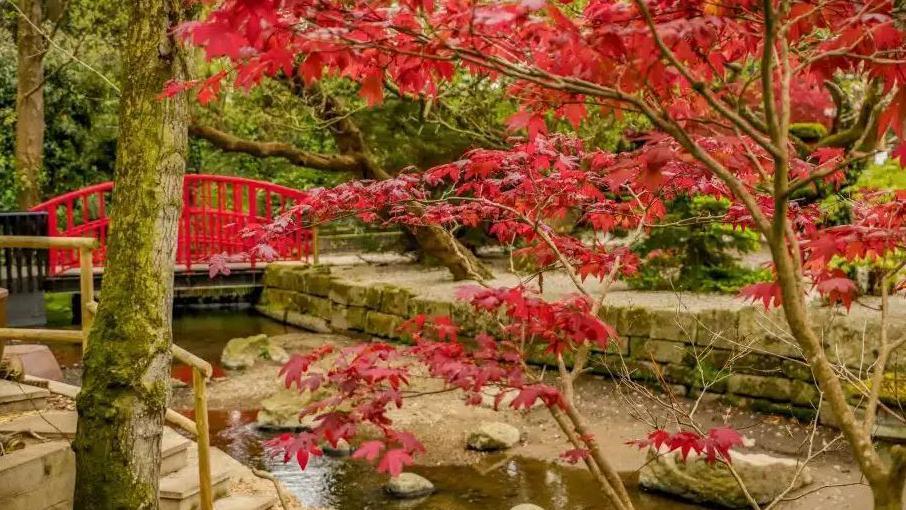 A tree with vibrant red leaves is in the foreground, in front of a stream, with a red arched bridge in the background.