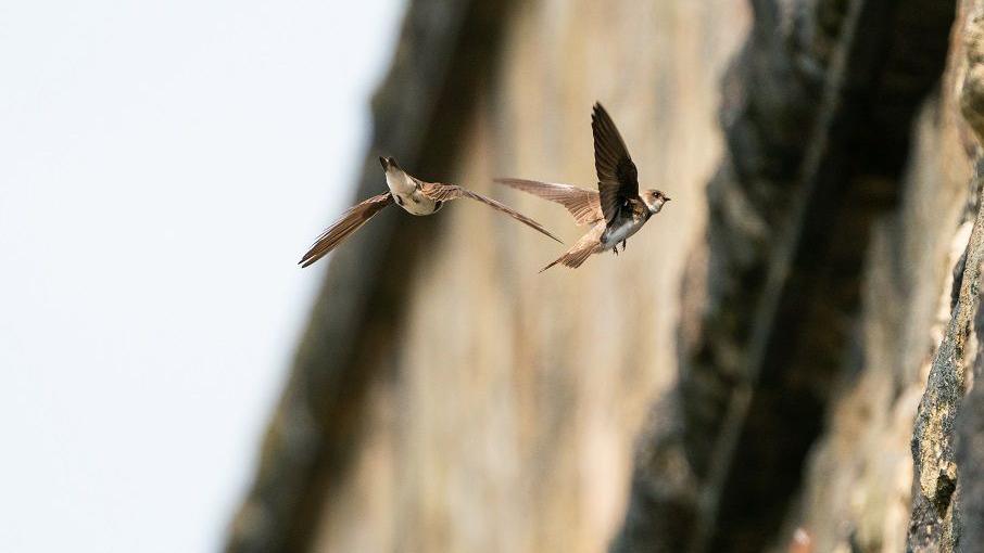 Two sand martins in flight. A stone wall can be seen blurred in the background.