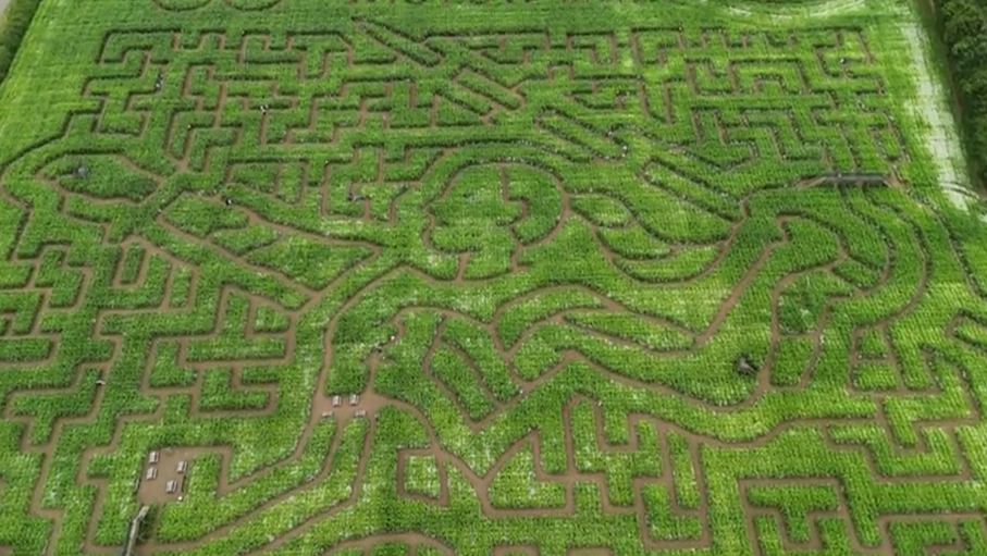 A view of the maze from above