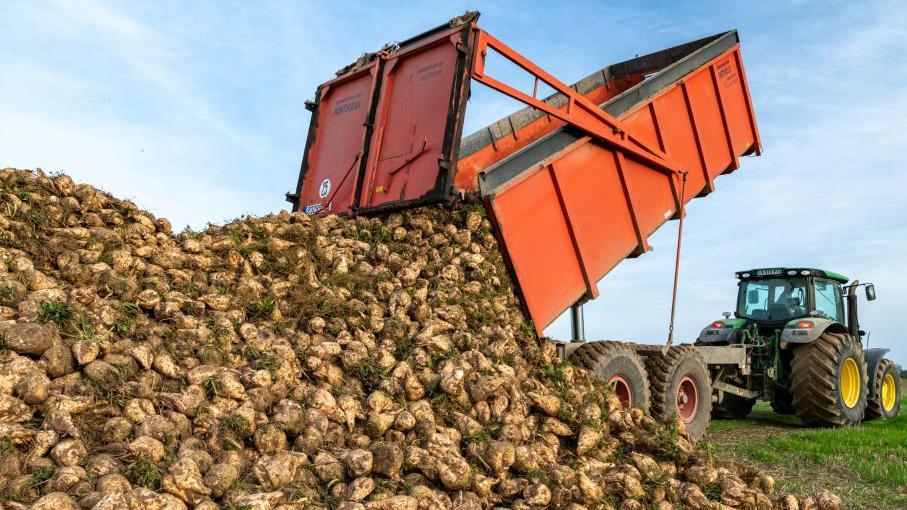 A green tractor which has harvested a pile of sugar beet. An orange trailer is in its elevated position and has tipped out a pile of sugar beet.
