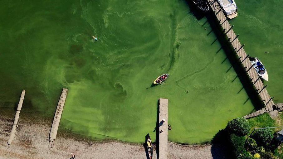 An aerial view of Windermere with several jetties stretching into the water but the water is a deep green because of algal blooms.