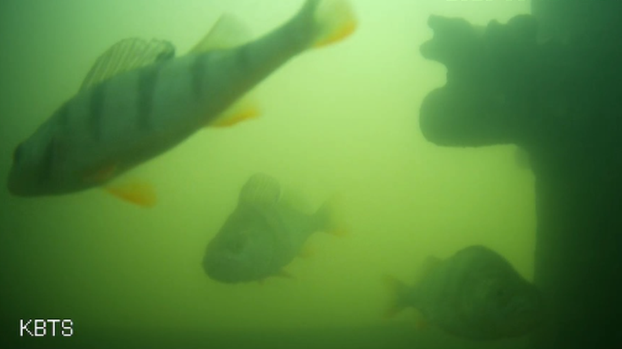 Fish caught on camera.