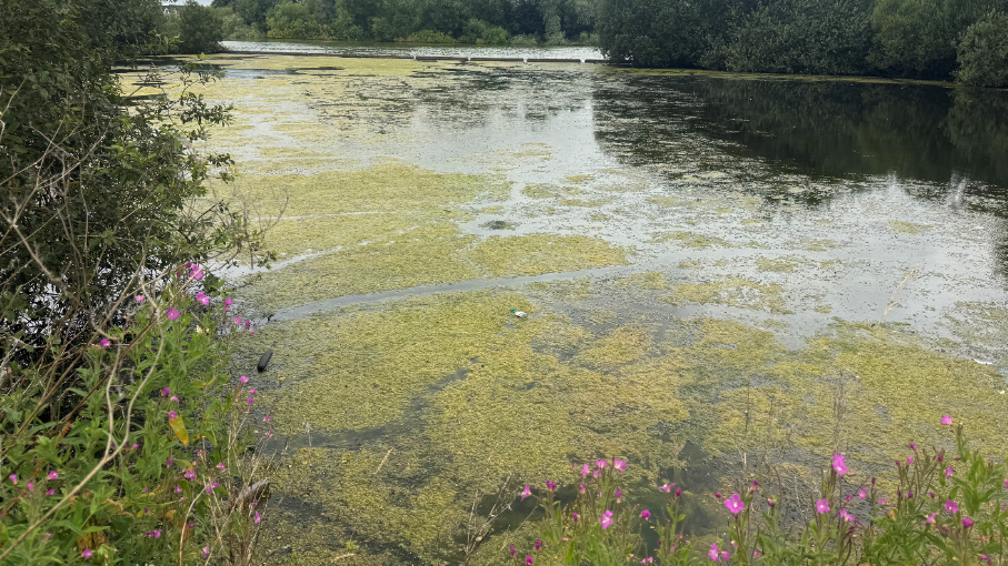 Green algae blooms are sitting on top of a large lake. There are bushes and pink wildflowers along the bank of the lake. 