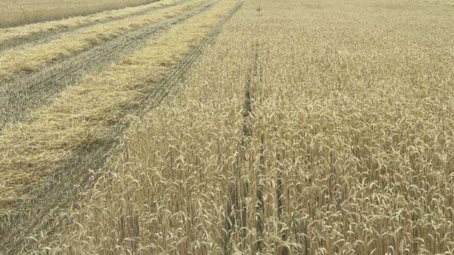 A large field of yellow crops, with track marks made by a tractor running to the left.