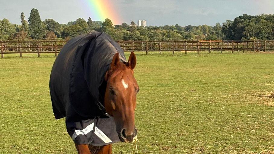 A brown horse with a small white patch on its head looks into the camera with strands of grass hanging from its mouth. Its is in a grassy field with a wooden fence behind it and the start of a rainbow visible further back in a grey sky.