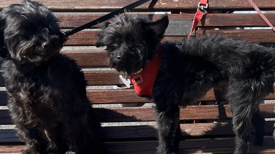 Two black fluffy dogs gather on a park bench. Both have leads on them - the owner is out of shot.