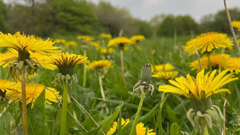 A view of yellow petalled flowers with green stalks against a blurred outline of trees in the distance.