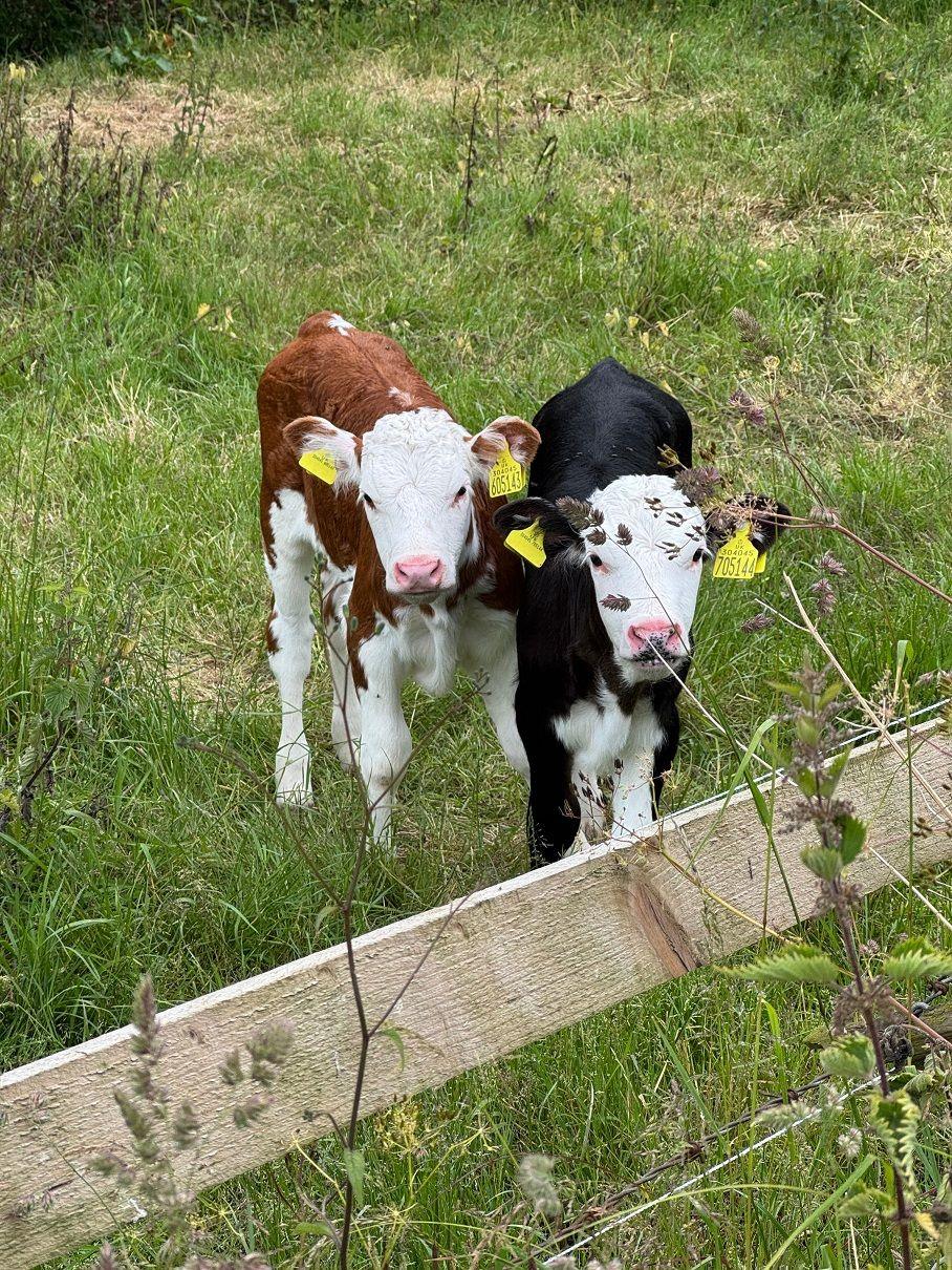 Two young calves look towards the camera. Both have white patches to their fur but one also has brown fur, the other dark black fur. They look over a wooden bar towards the camera while standing in a green field.