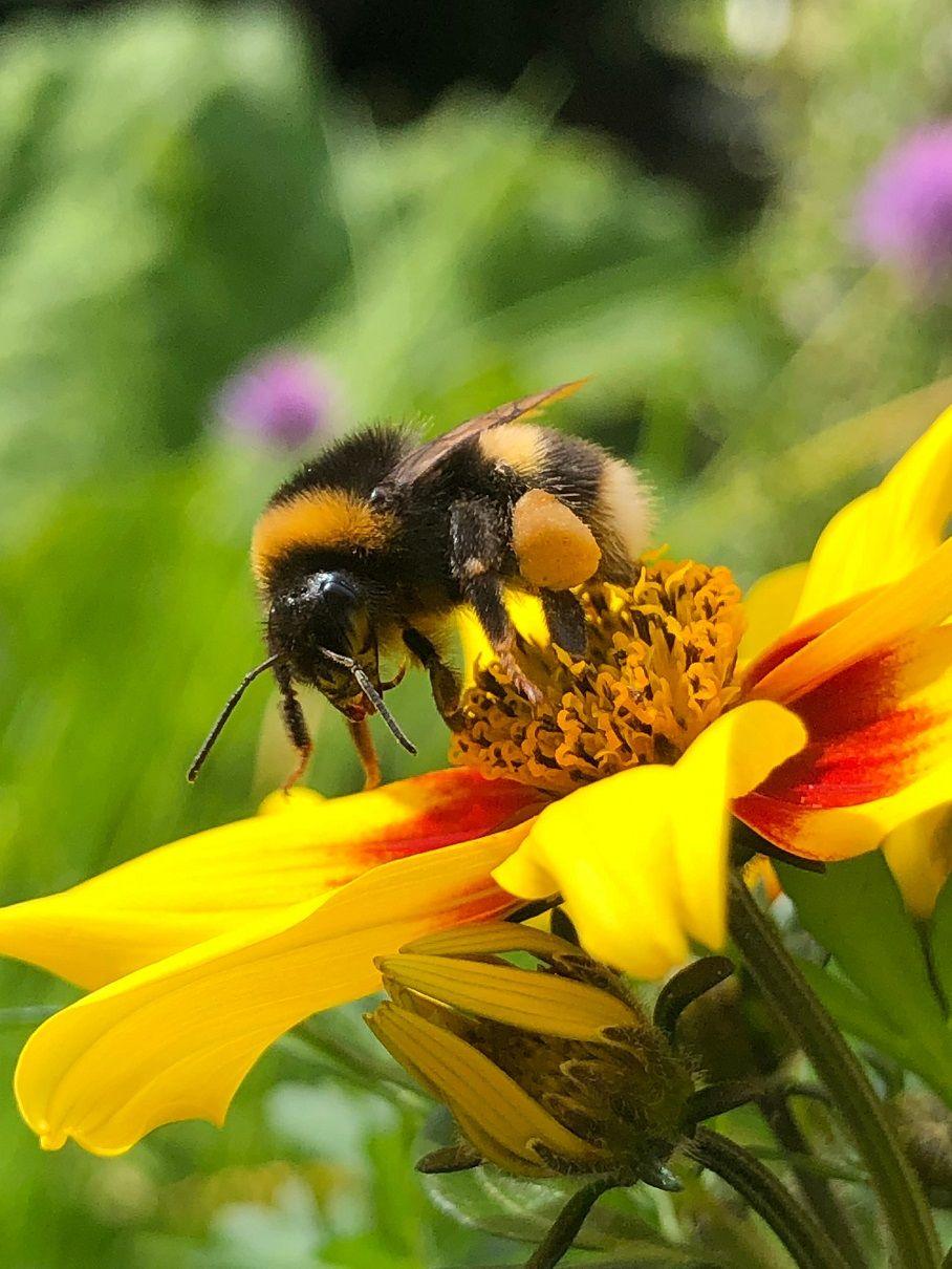 A bee or similar insect about to take-off, it would appear, from the top of a flower with red and yellow petals. 